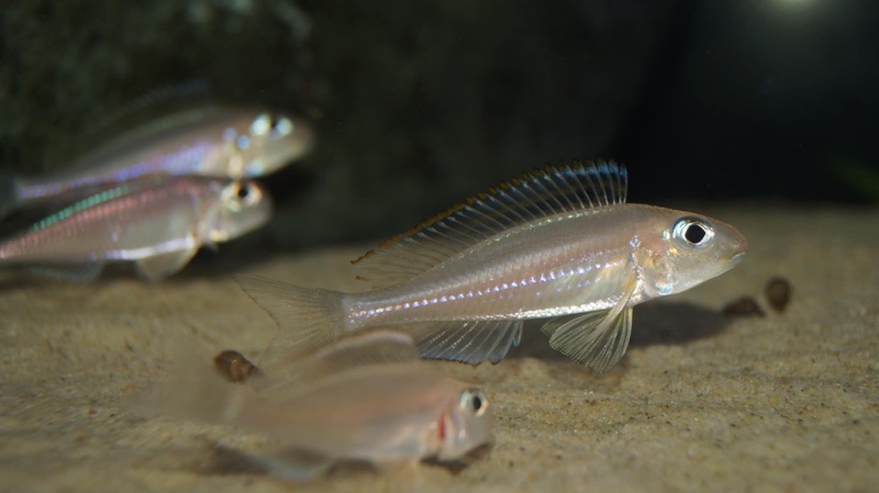 Xenotilapia nasus